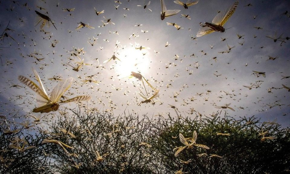 End of the World? Indians Are Convinced That the Bible Warned Us About Locust Attacks